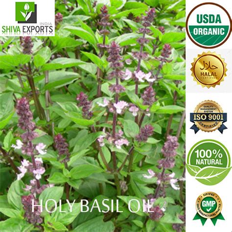 Holy Basil Oil Manufacturer, Supplier From Kannauj, Uttar Pradesh - Latest Price