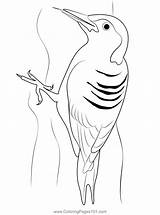 Red Bellied Woodpecker Bird Coloring Page For Kids  Free Woodpeckers sketch template