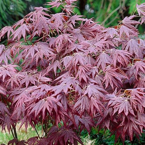 Acer Palmatum Atropurpureum Purple Japanese Maple | ubicaciondepersonas.cdmx.gob.mx