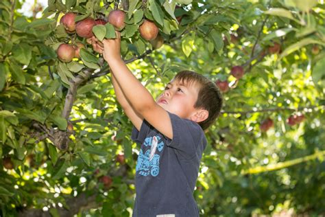 Lyman Orchards - MyConnecticutKids