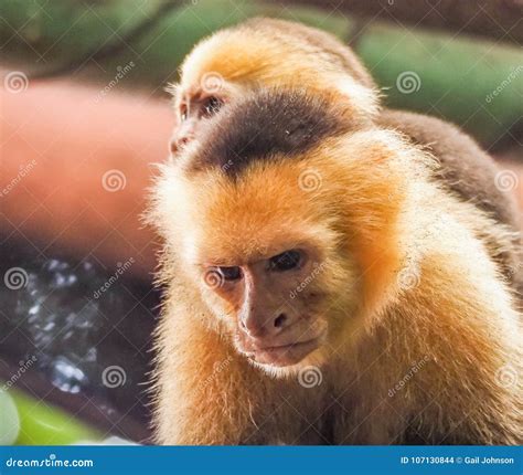 White Faced Capuchin and Baby Close Up Stock Photo - Image of manuel ...