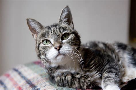 What and How to Feed Older Cats - Katzenworld