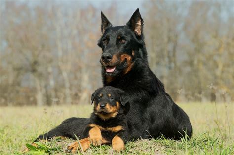 21 Best Guard Dog Breeds for Protection | Guard Dog Breeds