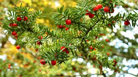 How to Grow and Care for Japanese Yew Trees (Complete Guide)