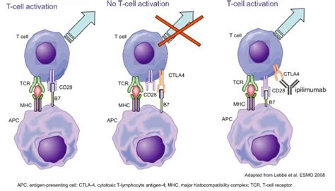 A New Mechanism of Ipilimumab