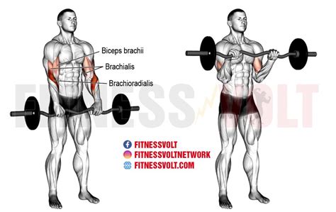 EZ Bar Reverse Curl (Biceps, Brachialis, and Brachioradialis) | Exercise Guides and Videos ...