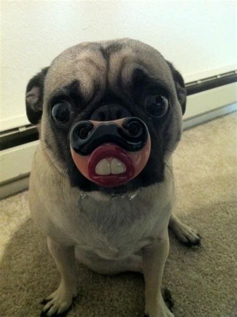 Funny Dog Face - Top 10 Dog Pictures | Funny animal pictures, Funny dogs, Funny animals