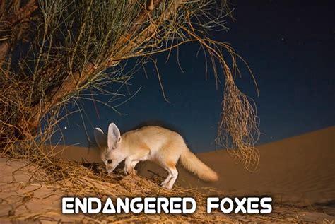 The 10 Most Endangered Fox Species | HubPages