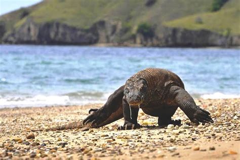 Welcome to Komodo National Park - National Park