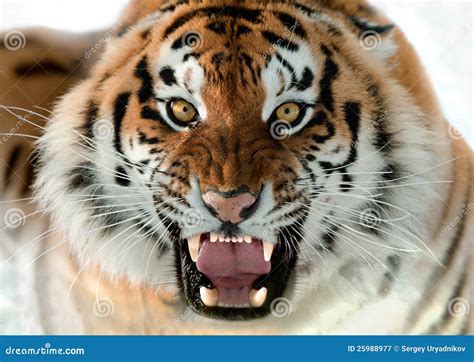 Siberian Tiger Growling Royalty Free Stock Photography - Image: 25988977