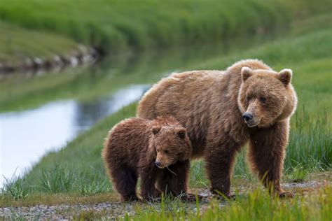 Bear Photography | Bear Pictures and Photos | Bear Cubs | Photos by ...