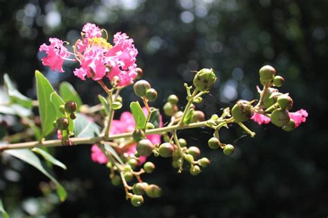 Lagerstroemia indica (Common Crape Myrtle, Crape Flower, Crape Myrtle, Crepe Myrtle, Indian ...