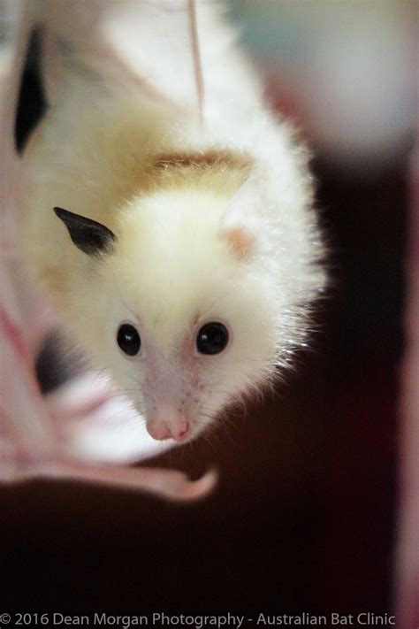 Rarest Orphan At Bat Clinic Has No Idea He's Any Different