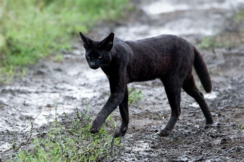 Critique - Very rare melanistic serval cat | Nikon Cafe