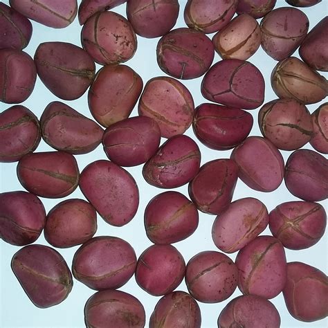 Kola Nut Fresh Crops Two Lobes - Buy Online in UAE. | Grocery Products ...