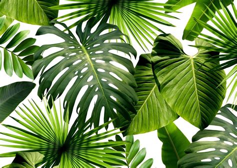 Wild Thing | Tropical wallpaper, Palm wallpaper, Leaf wallpaper