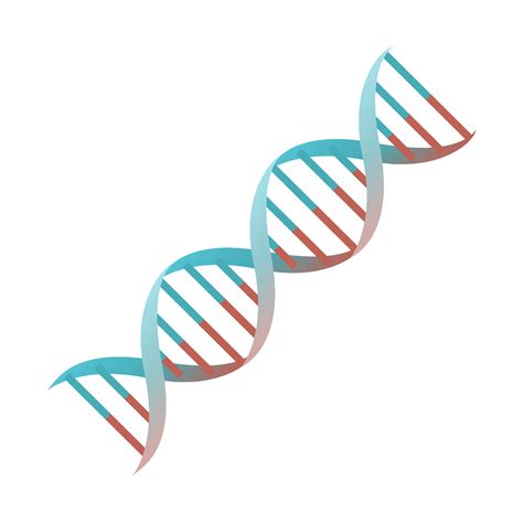 Cartoon DNA spiral genes vector isolated object illustration 8008073 ...