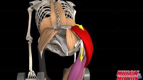 muscles of the foot Gluteus Maximus Muscle - funny how to topics