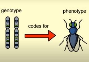 What Is The Difference Between Genotype And Phenotype? In Detail