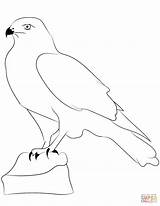 Coloriage  Contour De faucon Coloriages à Imprimer Gratuits sketch template