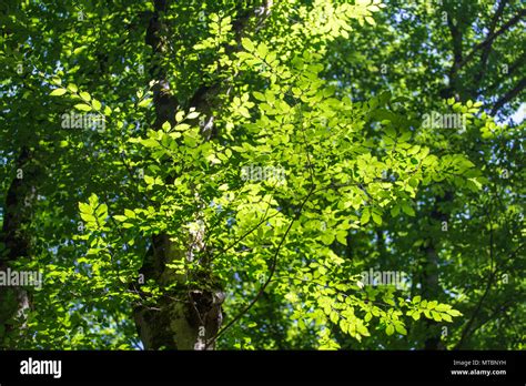 Azerbaijan Nature. Beautiful places Stock Photo - Alamy