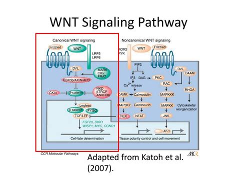 PPT - Stem Cells and Cell Signaling PowerPoint Presentation, free ...