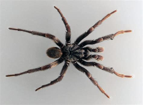 Trapdoor Spiders - Facts, Venom & Habitat Information