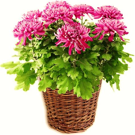 Chrysanthemum morifolium care | Plantas purificadoras de aire, Plantas ...