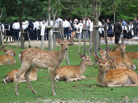 Spend an Afternoon with Bowing Deer at Nara Park | Japan Cheapo