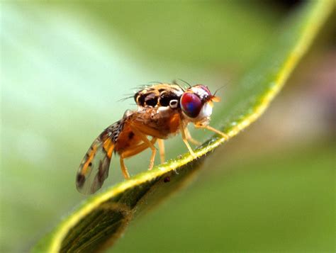 Fruit fly | Infestation & Spray | Britannica