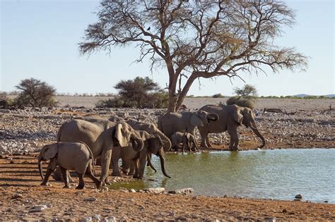 Elephants Watering Hole Wild - Free photo on Pixabay - Pixabay