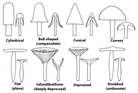 Identify Mushroom By Picture - PictureMeta