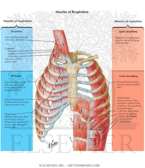 Accessory Muscles of Respiration