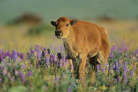 Bison calf Photograph by Tim Fitzharris - Fine Art America