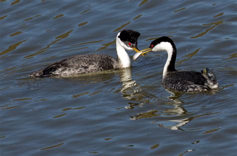 Western Grebe | San Diego Bird Spot