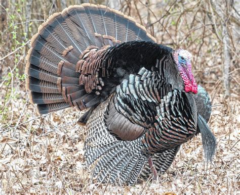 Coming soon: Wild turkey hunting seasons - Morrow County Sentinel