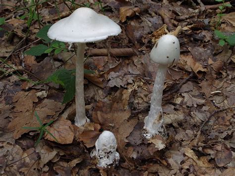 Amanita virosa (Death Angel, Destroying Angel) | North Carolina ...