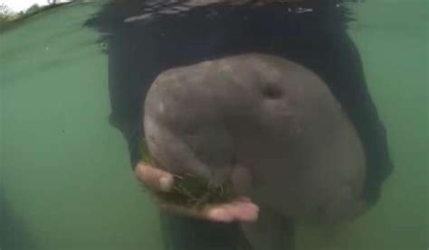 Rescued Baby Dugong Gives Its Rescuers Big Hugs - Love Your Pet | Pets | Animals