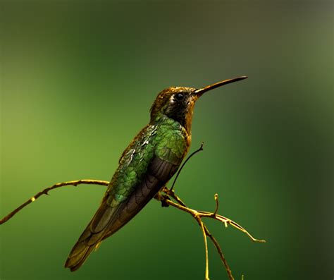 Green Hummingbird All Birds, Hummer, Hummingbirds, Creatures, Fancy, Cute, Green, Animals, Birds