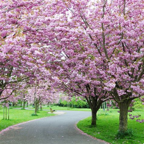 Cherry Blossom In A Garden Royalty Free Stock Photo - Image: 20586325