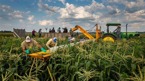 Iowa sweet corn: Photos of 2021 harvest at Deardorff Sweetcorn in Adel