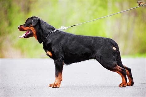 10 Favorite Black Dog Breeds - Tail and Fur