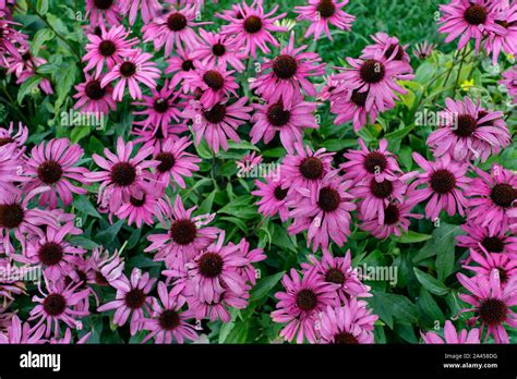 Painted daisy pyrethrum seeds chrysanthemum coccineum hi-res stock photography and images - Alamy