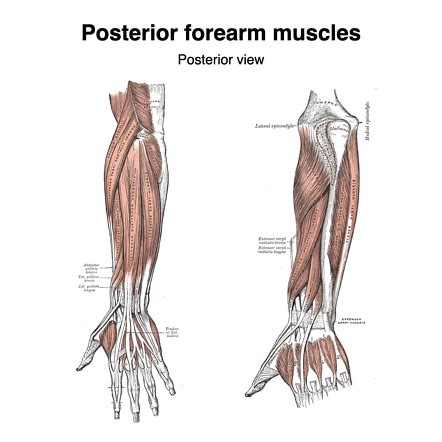 Muscles Of The Posterior Forearm Superficial View Learn Muscles | art ...