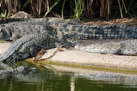 Where are the Best Crocodile Parks in Darwin?