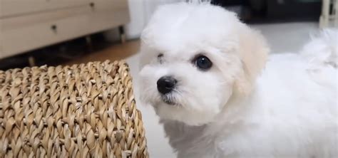 Can Maltese Dogs Have Curly Hair? (Here Are The Facts) - AtractivoPets