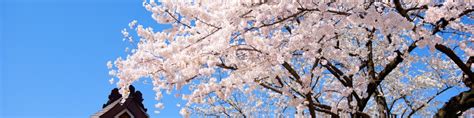 Japan's Top 100 Cherry Blossom Spots - Wikitravel