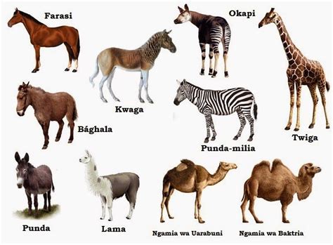 Swahili Land: Wanyama (Animals) | Giraffidae, Okapi, Animals