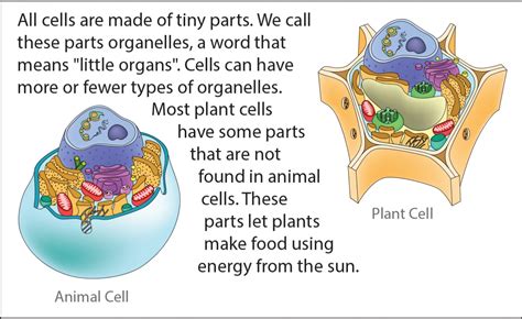 Biology Reading Flashcards - Cell Parts | Ask A Biologist