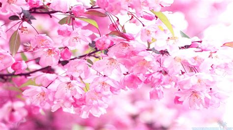 🔥 [40+] Pink Cherry Blossom Wallpapers | WallpaperSafari